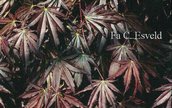 Acer palmatum 'Shohjoh nomura'