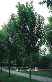 Acer pseudoplatanus 'Rotterdam'