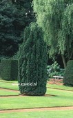 Taxus baccata 'Fastigiata'