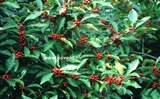 Ilex verticillata 'Oosterwijk'