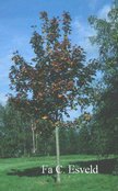 Acer platanoides 'Meyering'