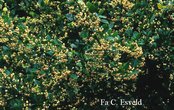 Euonymus fortunei 'Dart's Cardinal'