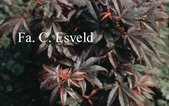 Acer palmatum 'Pixie'