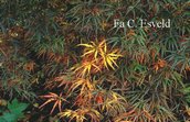 Acer palmatum 'Julian'