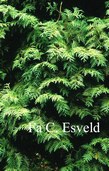 Thuja occidentalis 'Wareana Lutescens'