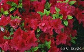 Azalea 'Vuyks Scarlet'