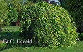 Fagus sylvatica 'Tortuosa'