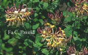 Lonicera