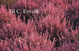 Calluna