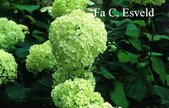 Hydrangea arborescens 'Grandiflora'