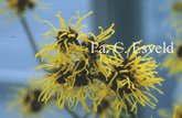Hamamelis