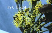 plant van de maand