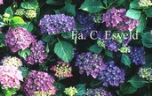 Hydrangea macrophylla 'Adria'