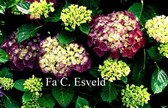 Hydrangea macrophylla 'Mascotte'