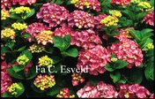 Hydrangea macrophylla 'Essen'
