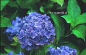 Hydrangea macrophylla 'Enziandom'