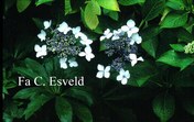 Hydrangea macrophylla 'Maritima'