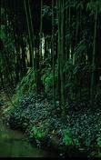 Phyllostachys aureosulcata
