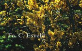 Berberis lologensis 'Mystery Fire'
