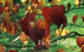 Cercis canadensis 'Forest Pansy'