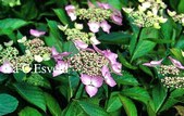 Hydrangea macrophylla 'Mariesii'