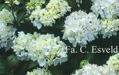 Hydrangea macrophylla 'Soeur Therese'