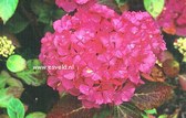 Hydrangea macrophylla 'Souvenir de President Doumer'
