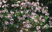 Daphne burkwoodii 'Astrid'