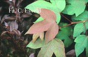 Liquidambar acalycina 'Burgundy Flush'