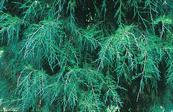 Cupressus funebris