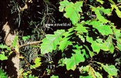 Quercus macrocarpa