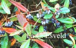 Berberis julianae