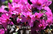 Rhododendron saluenense