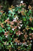 Abelia grandiflora 'Sherwood'
