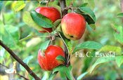 Malus domestica 'Gloster'