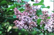 Syringa vulgaris 'Belle de Nancy'