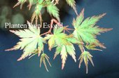 Acer palmatum 'Nagisa hime'