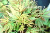 Acer palmatum 'Ryumon nishiki'