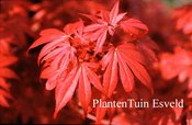 Acer palmatum 'Skeeter's Broom'