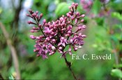 Syringa chinensis 'De Oirsprong'