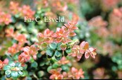 Vaccinium nummularia