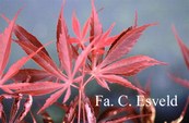 Acer palmatum 'Ikoma'