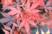 Acer palmatum 'Heguri'