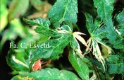 Acer palmatum 'Kingsville Variegated'