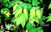 Acer palmatum 'Satsuki beni'