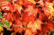 Acer palmatum 'Samidare'