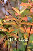 Clethra alnifolia 'September Beauty'