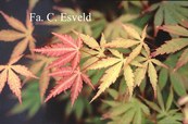 Acer palmatum 'Matsu Kaze'