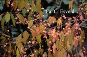 Euonymus bungeanus