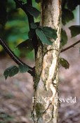 Betula papyrifera 'Saint George'